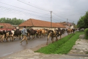 Comuna Mândra - Județul Brașov